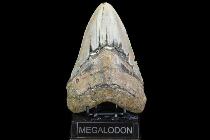 Fossil Megalodon Tooth - + Foot Shark #75529